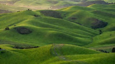 Lush green undulating hillside pastureland in the Waikato region of New Zealand